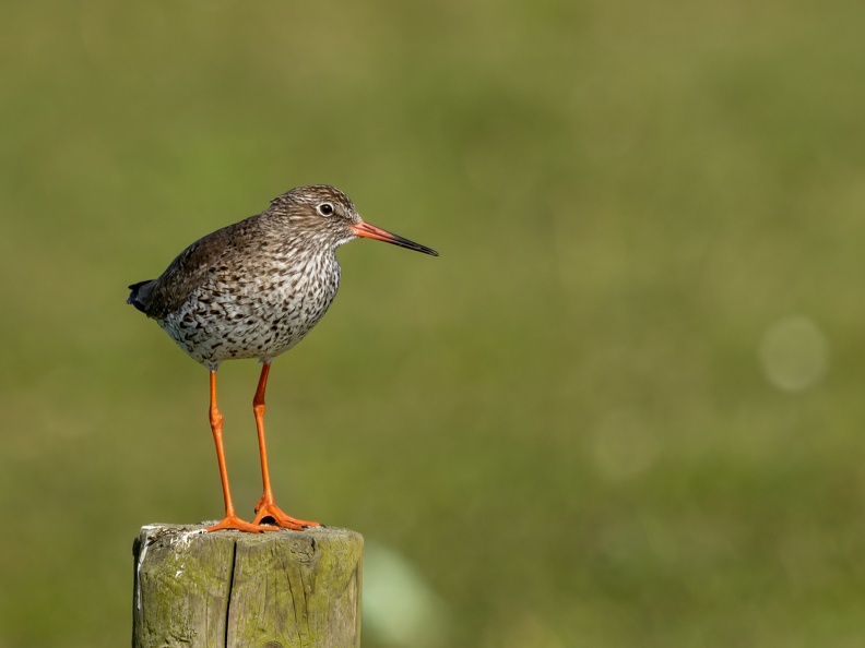Tureluur op een paaltje
