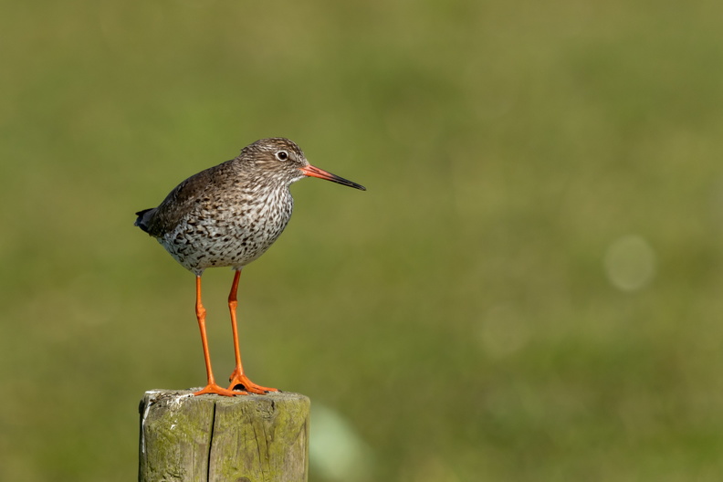 Tureluur op een paaltje.jpg