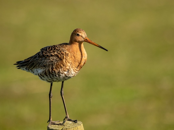 Godwit at Ameland