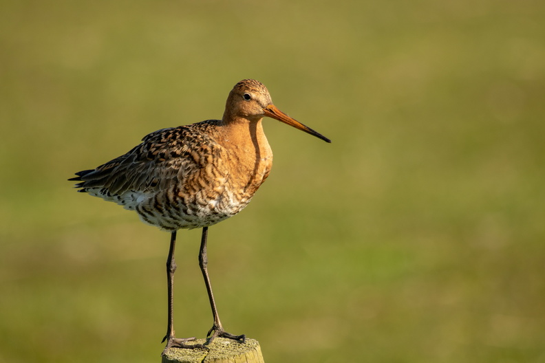 Grutto op ameland.jpg