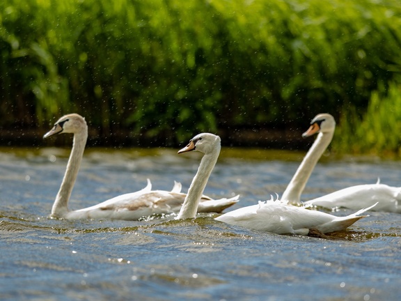 Swans in the rain