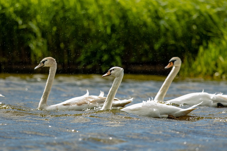 Zwanen in de regen.jpg