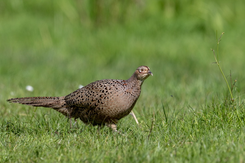 Fazant in het gras.jpg