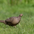 Fazant in het gras.jpg
