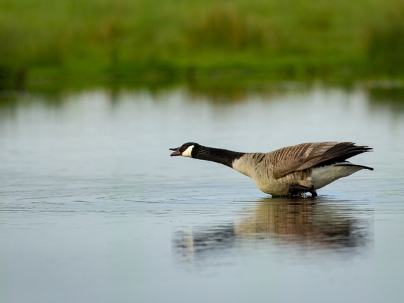 Grote canadese gans 