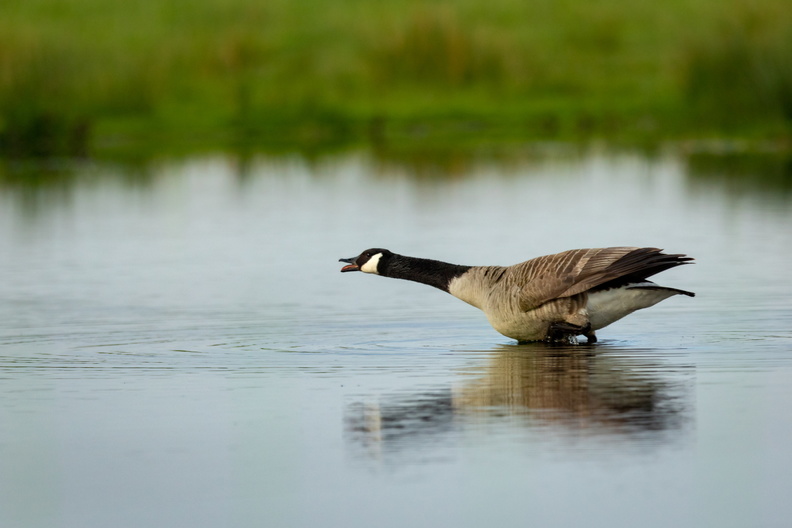 Grote canadese gans_.jpg