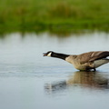 Grote canadese gans_.jpg