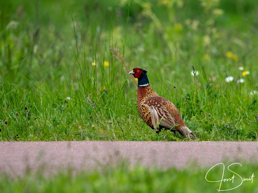 Fazant tussen het gras
