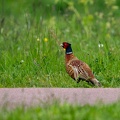 Fazant tussen het gras