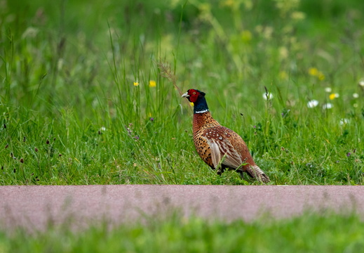 Fazant tussen het gras
