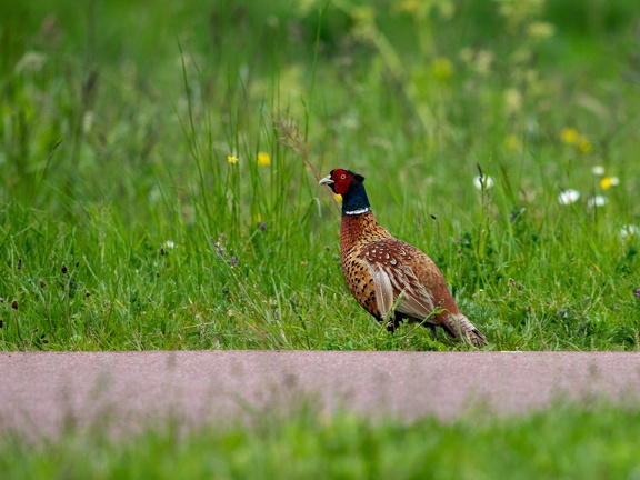 Pheasant in grass
