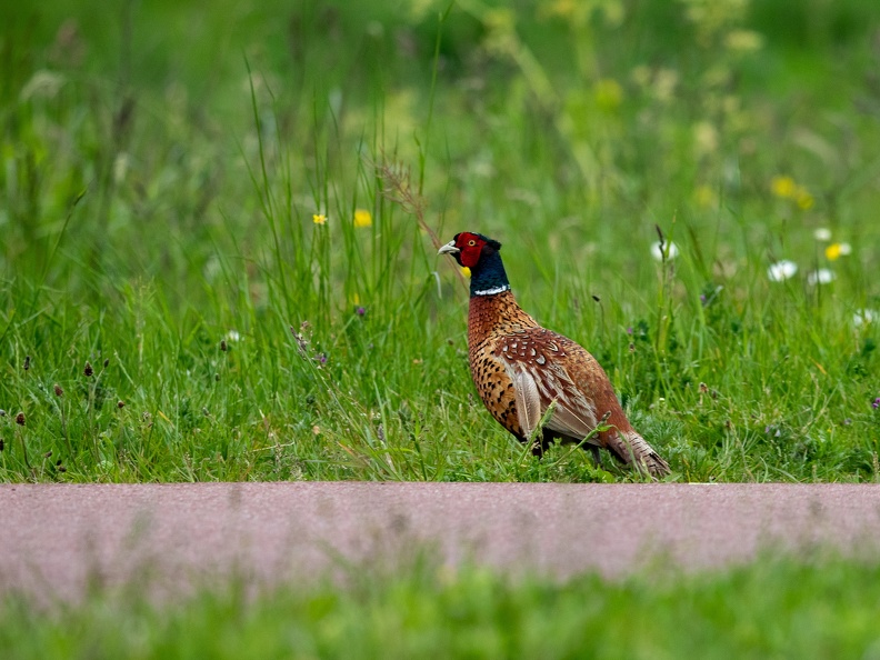 Fazant tussen het gras