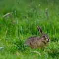 Haas in het gras