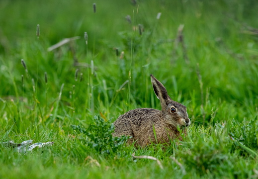 Haas in het gras