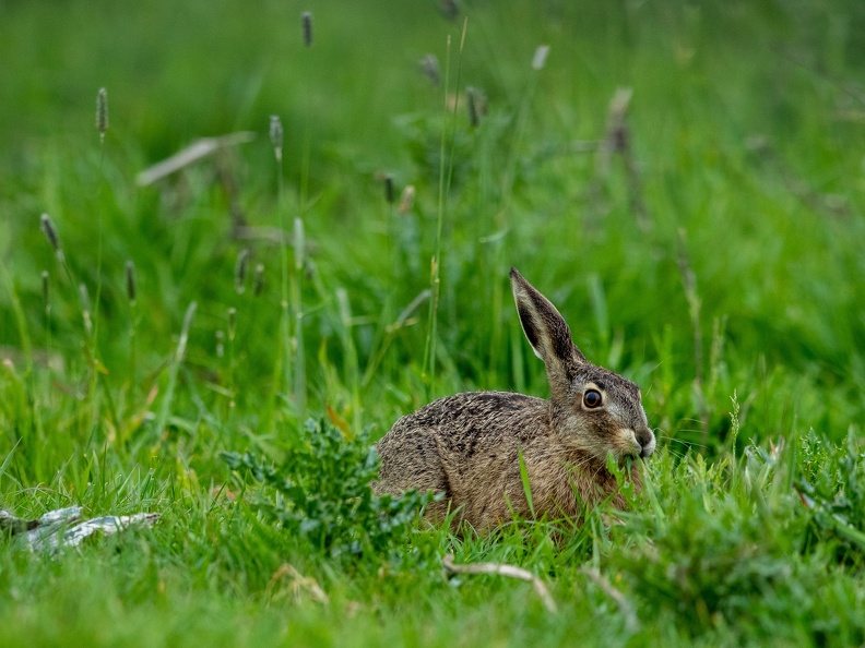 Haas in het gras