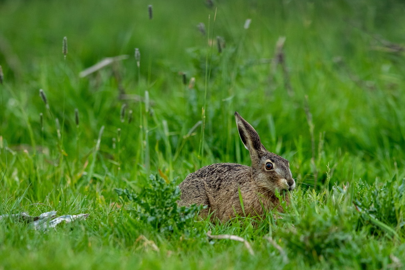 Haas in het gras.jpg