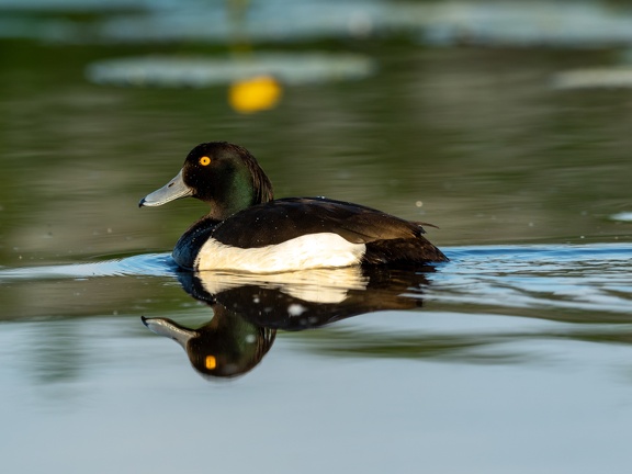 Tufted Duck
