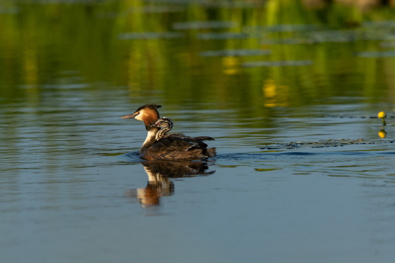 Fuut met passagier.jpg