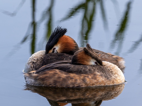 A pair of crebes