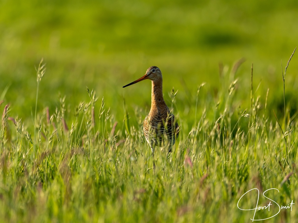 Grutto in het hoge gras