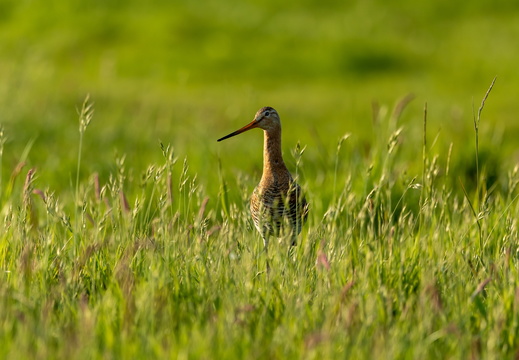 Grutto in het hoge gras