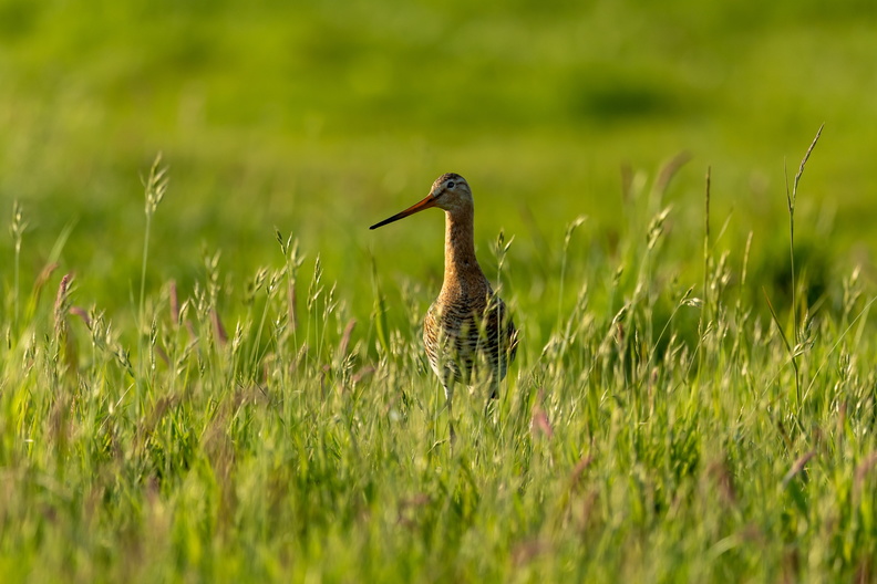 Grutto in het hoge gras.jpg