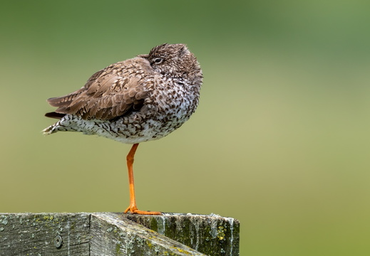 Tureluur schuilend voor de wind