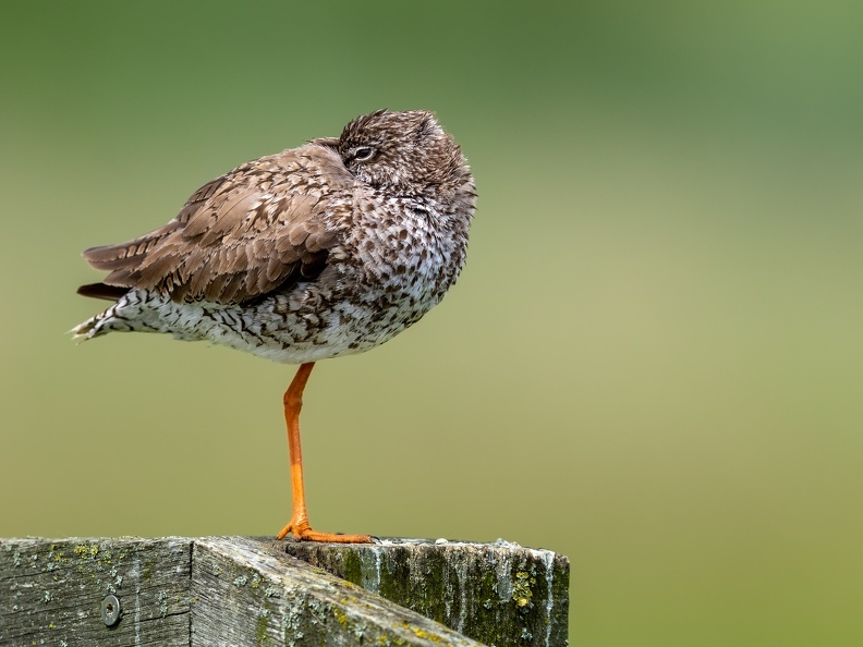 Tureluur schuilend voor de wind
