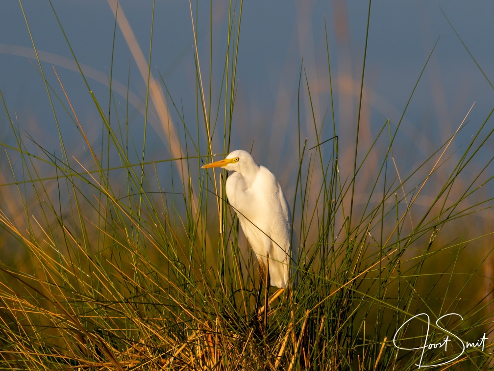 Yellow billed Egret