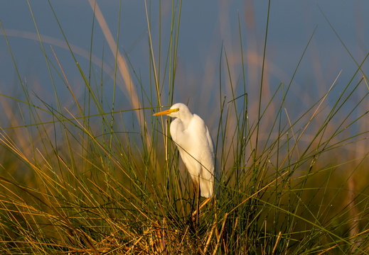 Yellow billed Egret