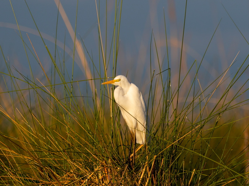 Yellow billed Egret
