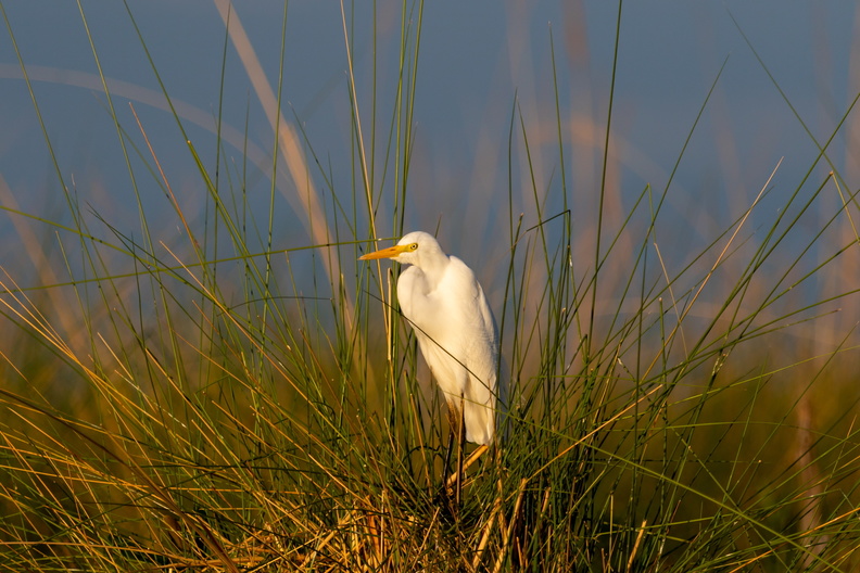 Yellow billed Egret.jpg