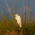 Yellow billed Egret.jpg