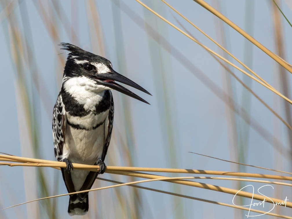 Pied Kingfisher in the reeds