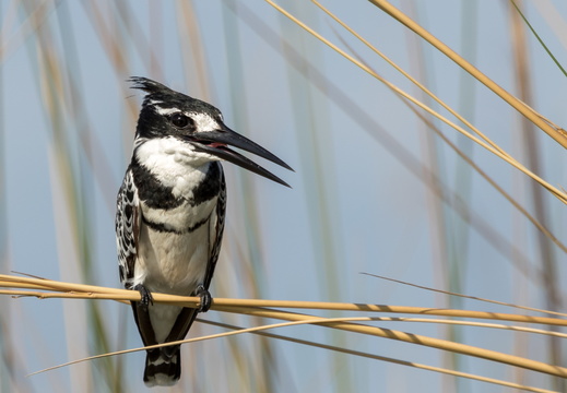 Pied Kingfisher in the reeds