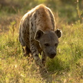 Hyena in the morning sun