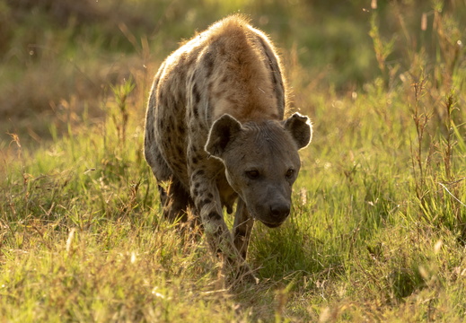 Hyena in the morning sun