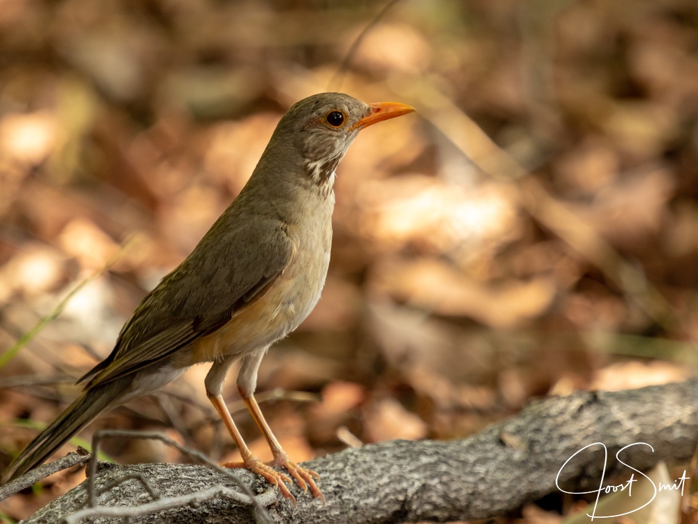 Kurrichane Thrush 