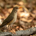 Kurrichane Thrush 