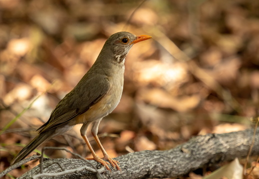 Kurrichane Thrush 