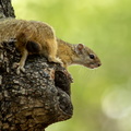 Tree squirrel in Moremi