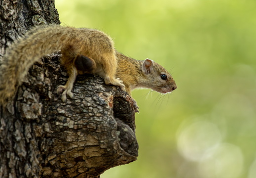 Moremi / Xakanaka - Botswana