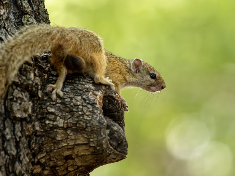 Tree squirrel in Moremi