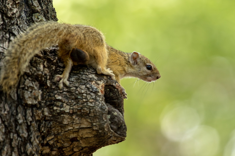 Tree squirrel in Moremi.jpg