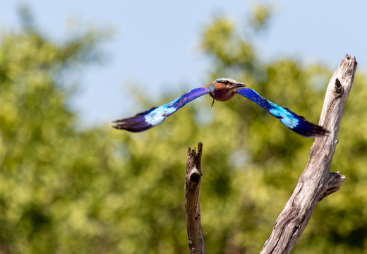 Lilac-breasted roller taking off