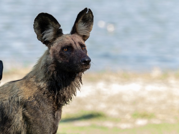 Wet Wild  Dog
