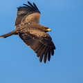 Yellow billed kite