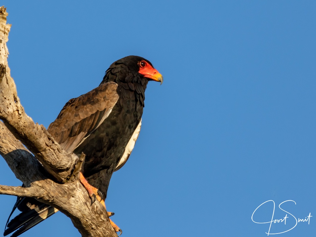 Bateleur eagle resting on a dead tree