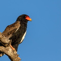 Bateleur eagle resting on a dead tree