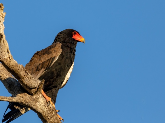 Bateleur eagle resting on a dead tree